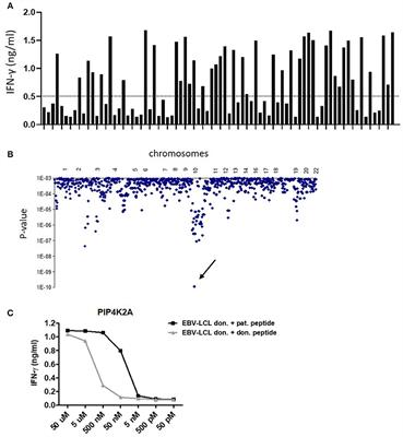 Discovery and Differential Processing of HLA Class II-Restricted Minor Histocompatibility Antigen LB-PIP4K2A-1S and Its Allelic Variant by Asparagine Endopeptidase